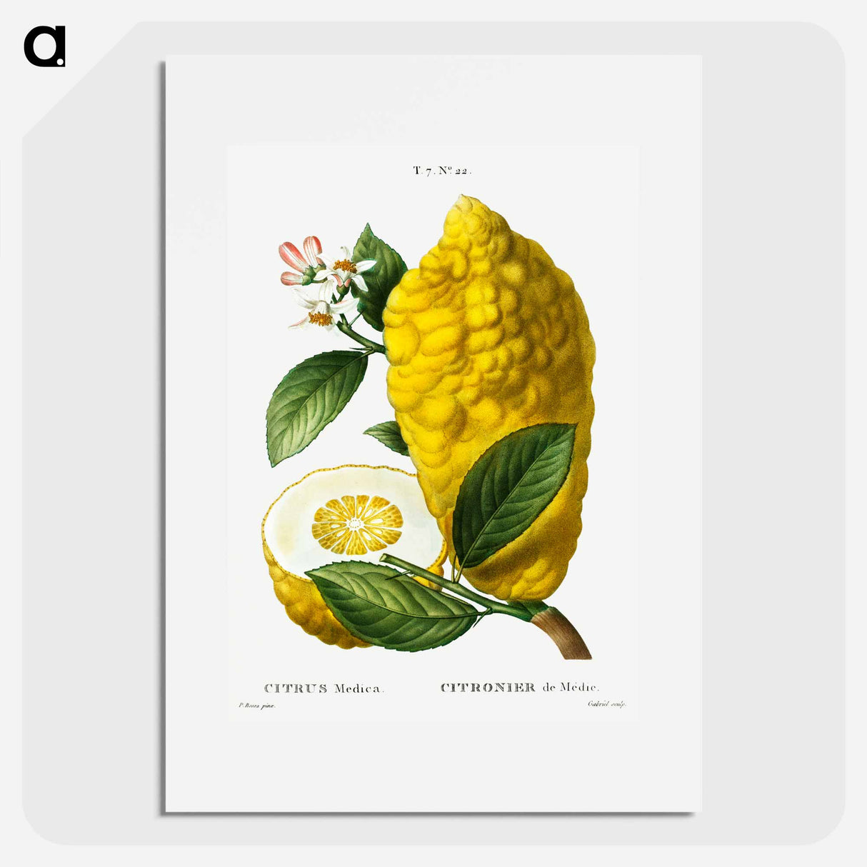 Citron (Citrus medica) - ピエール ジョゼフ ルドゥーテ Poster.