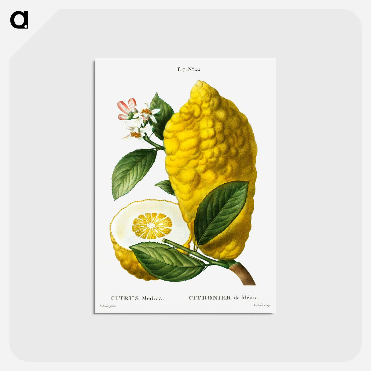 アートポストカード-Citron (Citrus medica) - ピエール ジョゼフ ルドゥーテ Postcard.