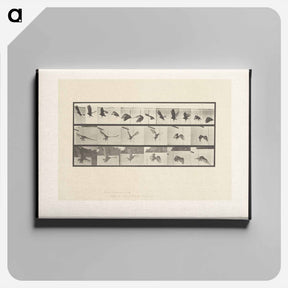 アートパネル-Vulture in Flight
 - エドワード マイブリッジ Canvas.