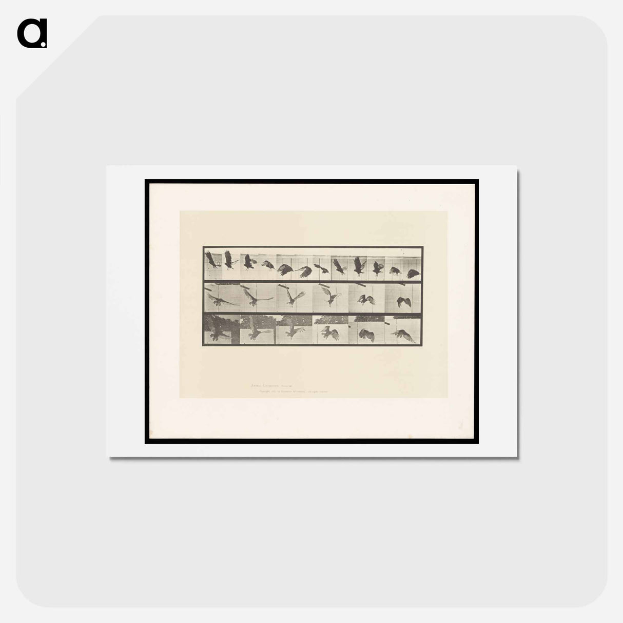 アートポストカード-Vulture in Flight
 - エドワード マイブリッジ Postcard.