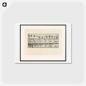 アートポストカード-Vulture in Flight
 - エドワード マイブリッジ Postcard.