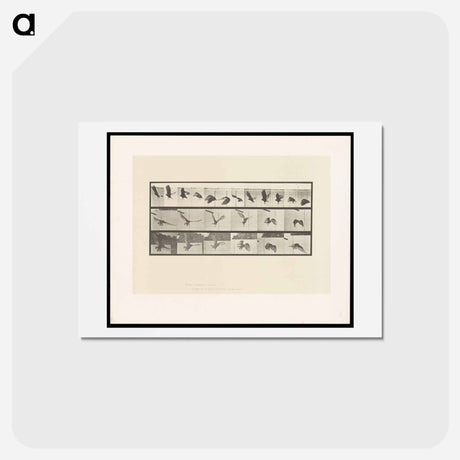 アートポストカード-Vulture in Flight
 - エドワード マイブリッジ Postcard.