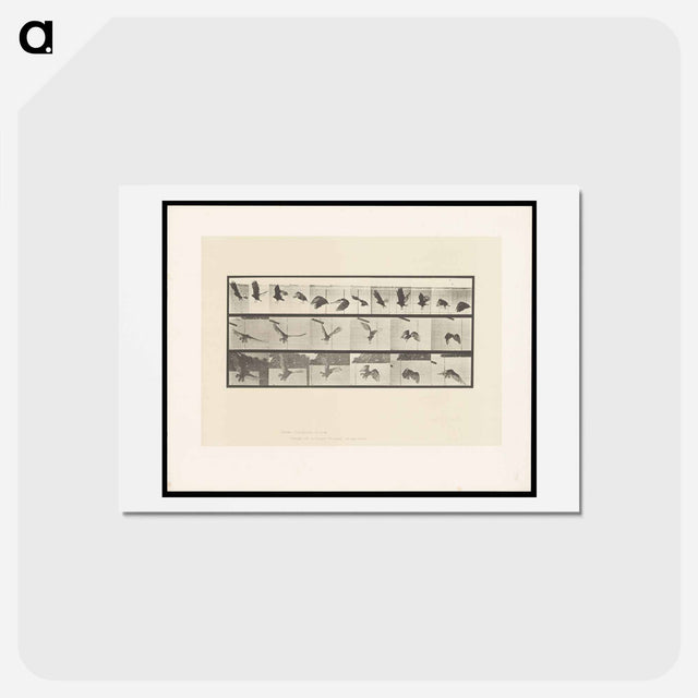アートポストカード-Vulture in Flight
 - エドワード マイブリッジ Postcard.