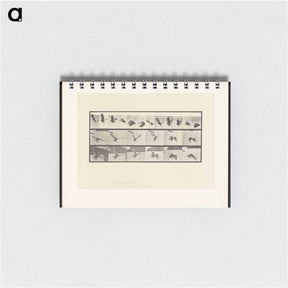 アートメモ帳-Vulture in Flight
 - エドワード マイブリッジ Memo.