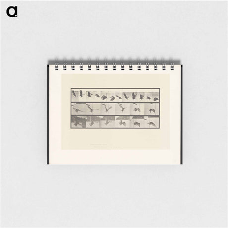 アートメモ帳-Vulture in Flight
 - エドワード マイブリッジ Memo.