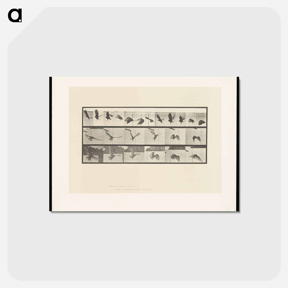 アートポストカード-Vulture in Flight
 - エドワード マイブリッジ Postcard.