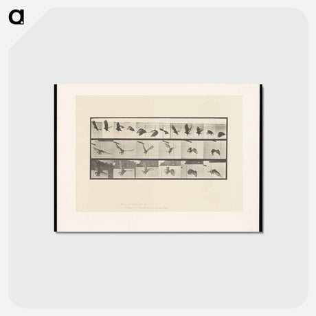 アートポストカード-Vulture in Flight
 - エドワード マイブリッジ Postcard.