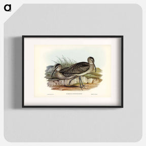 アートポスター-Australian Whimbrel
 - ジョン グールド Poster.