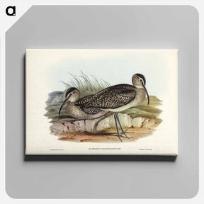 アートパネル-Australian Whimbrel
 - ジョン グールド Canvas.