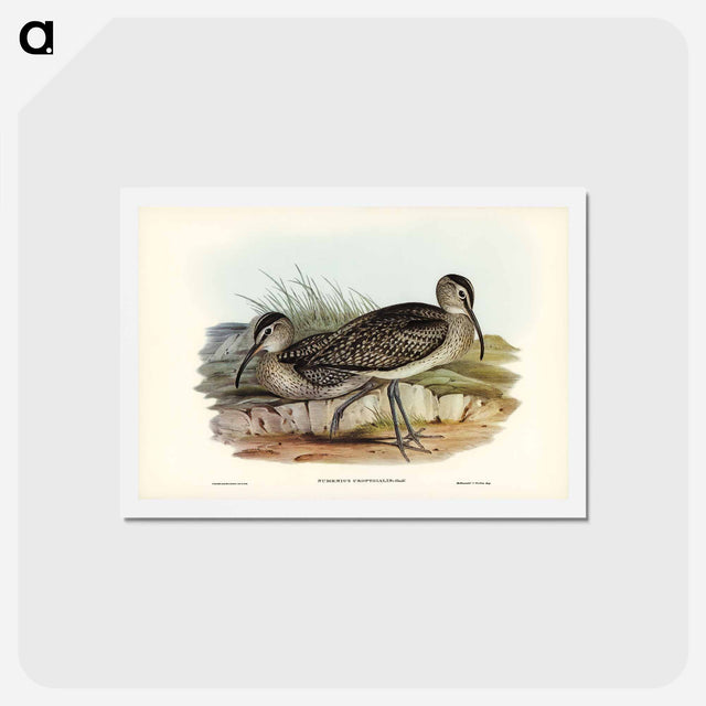 アートポストカード-Australian Whimbrel
 - ジョン グールド Postcard.