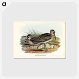 アートポストカード-Australian Whimbrel
 - ジョン グールド Postcard.