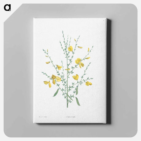 アートパネル-Broom flower - ピエール ジョゼフ ルドゥーテ Canvas.