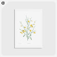 アートポストカード-Broom flower - ピエール ジョゼフ ルドゥーテ Postcard.