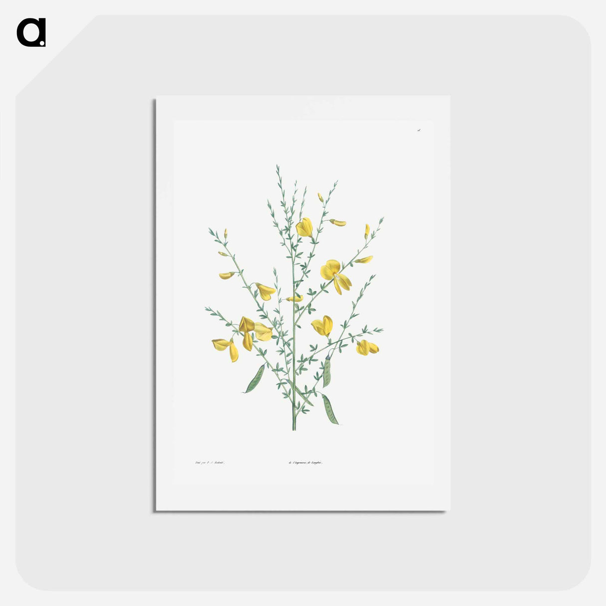 アートポストカード-Broom flower - ピエール ジョゼフ ルドゥーテ Postcard.