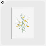 アートポストカード-Broom flower - ピエール ジョゼフ ルドゥーテ Postcard.
