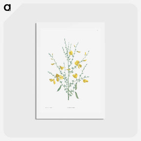 アートポストカード-Broom flower - ピエール ジョゼフ ルドゥーテ Postcard.