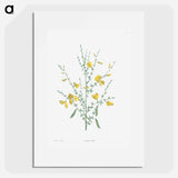 Broom flower - Pierre Joseph Redouté Poster.