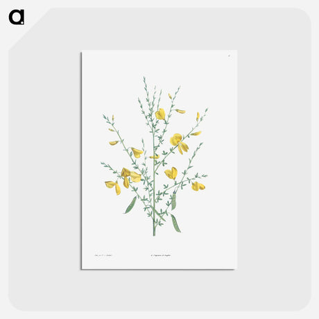 アートポストカード-Broom flower - ピエール ジョゼフ ルドゥーテ Postcard.