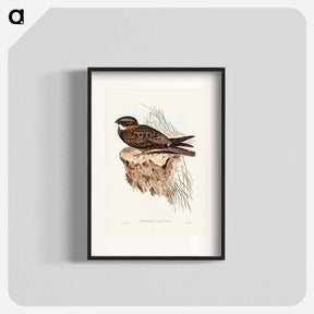 アートポスター-White-throated Goat-sucker
 - オーストラリアの鳥 Poster.