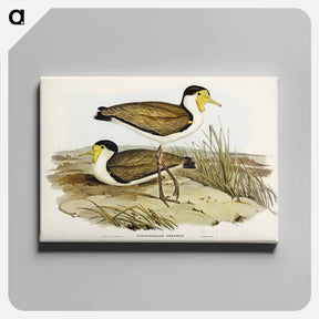 アートパネル-Wattle Pewit
 - ジョン グールド Canvas.