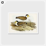 アートポストカード-Wattle Pewit
 - ジョン グールド Postcard.