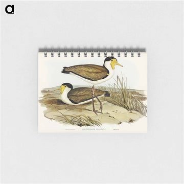 Wattle Pewit
 - ジョン グールド Memo.