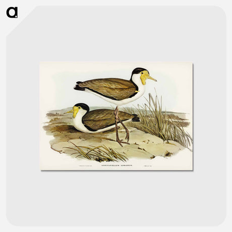 アートポストカード-Wattle Pewit
 - ジョン グールド Postcard.
