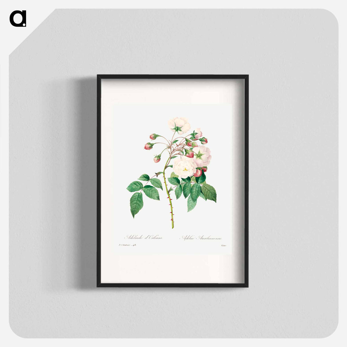 Rose adelaide - Pierre Joseph Redouté Poster.
