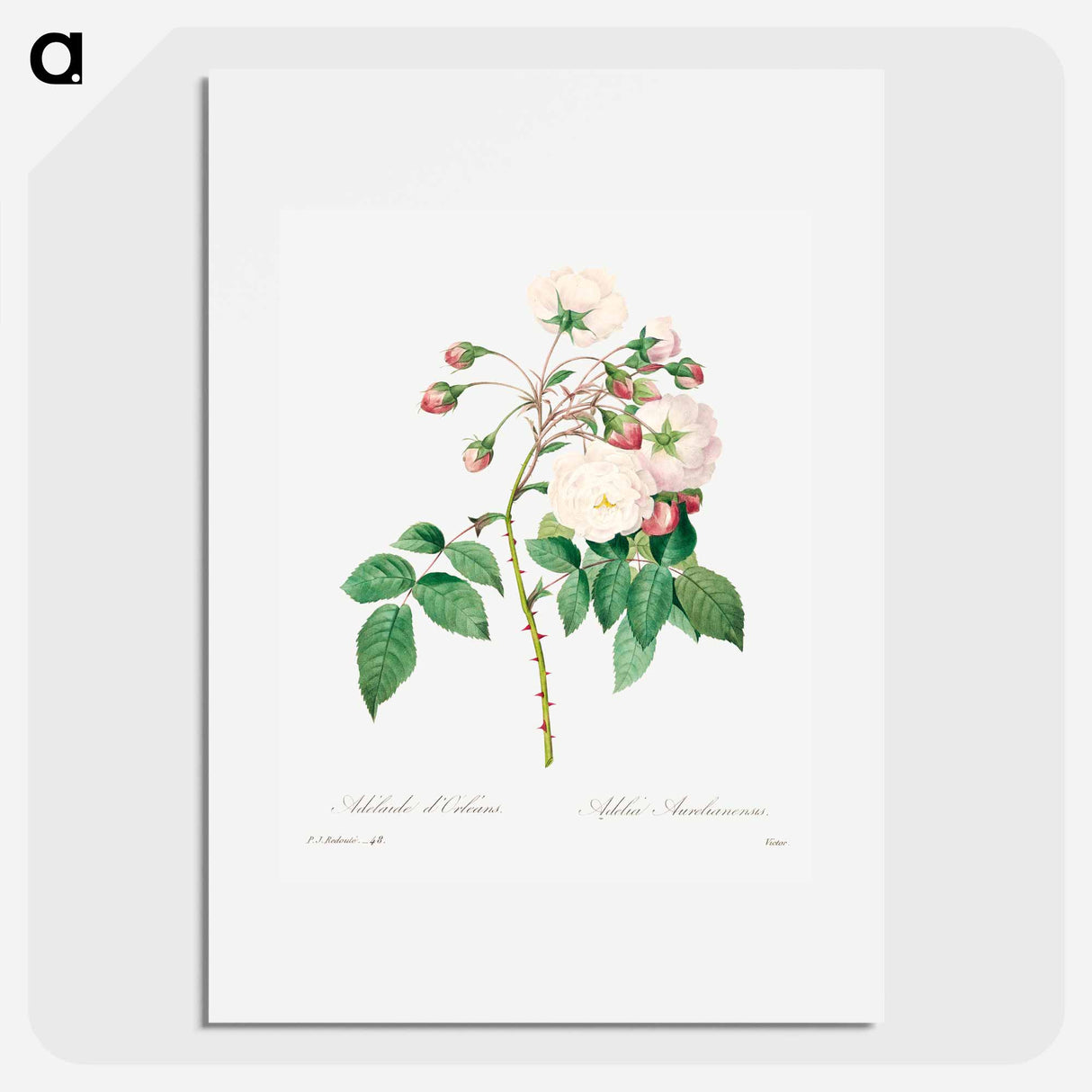 Rose adelaide - Pierre Joseph Redouté Poster.