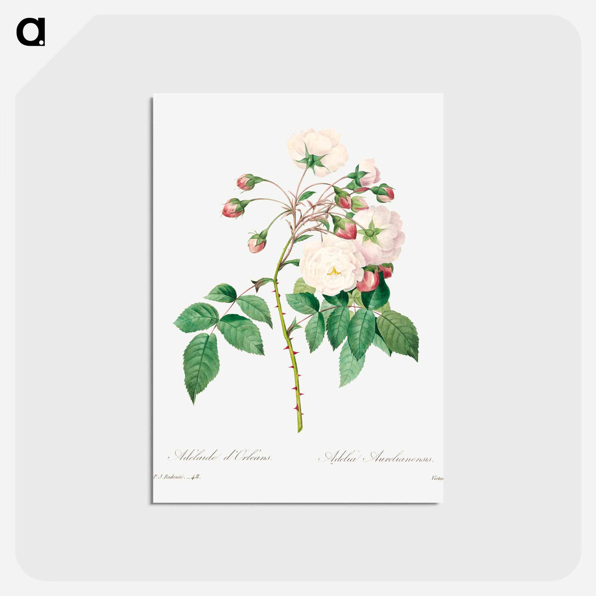 アートポストカード-Rose adelaide - ピエール ジョゼフ ルドゥーテ Postcard.