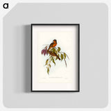 Red-throated Pachycephala
 - オーストラリアの鳥 Poster.