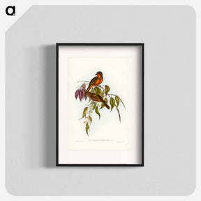 アートポスター-Red-throated Pachycephala
 - オーストラリアの鳥 Poster.