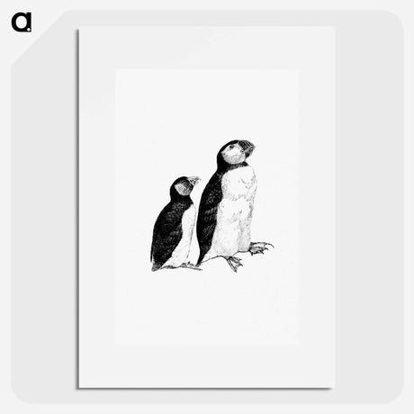 アートポスター-Victorian Style Penguins Engraving
 - 大英図書館 Poster.