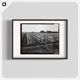 Irrigator in brushed and capped cantaloupe field - Dorothea Lange Poster.