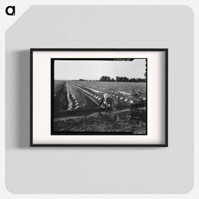 アートポスター-Irrigator in brushed and capped cantaloupe field - ドロテア ラング Poster.