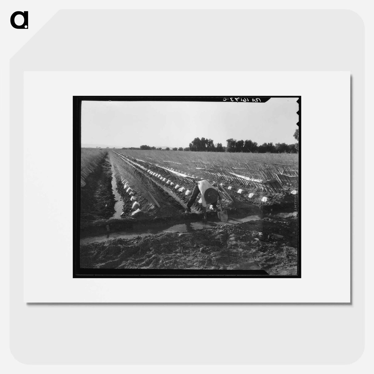 Irrigator in brushed and capped cantaloupe field - Dorothea Lange Poster.