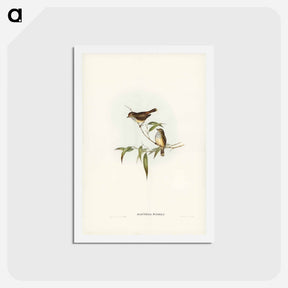 アートポストカード-Little Brown Acanthiza
 - ジョン グールド Postcard.