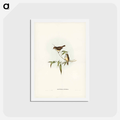 アートポストカード-Little Brown Acanthiza
 - ジョン グールド Postcard.