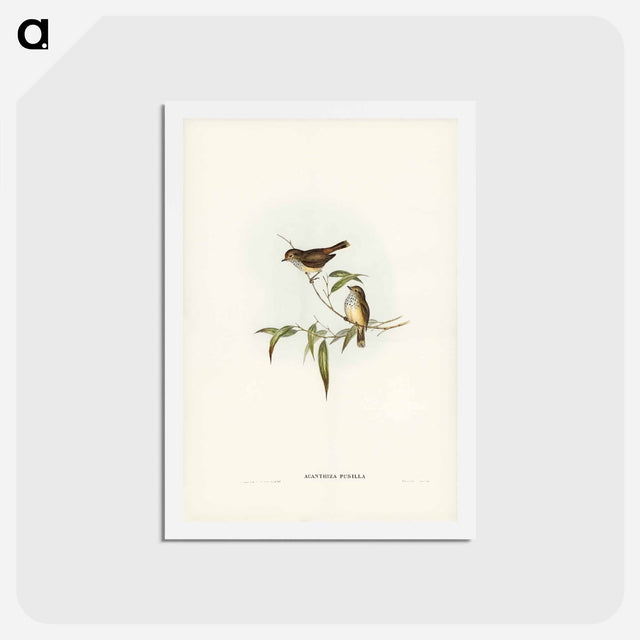 アートポストカード-Little Brown Acanthiza
 - ジョン グールド Postcard.