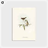 アートポストカード-Little Brown Acanthiza
 - ジョン グールド Postcard.