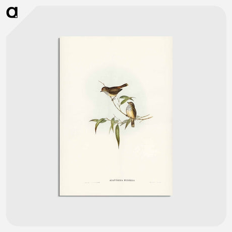 アートポストカード-Little Brown Acanthiza
 - ジョン グールド Postcard.