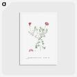 アートポストカード-Mesembryanthemum Violaceum - ピエール ジョゼフ ルドゥーテ Postcard.
