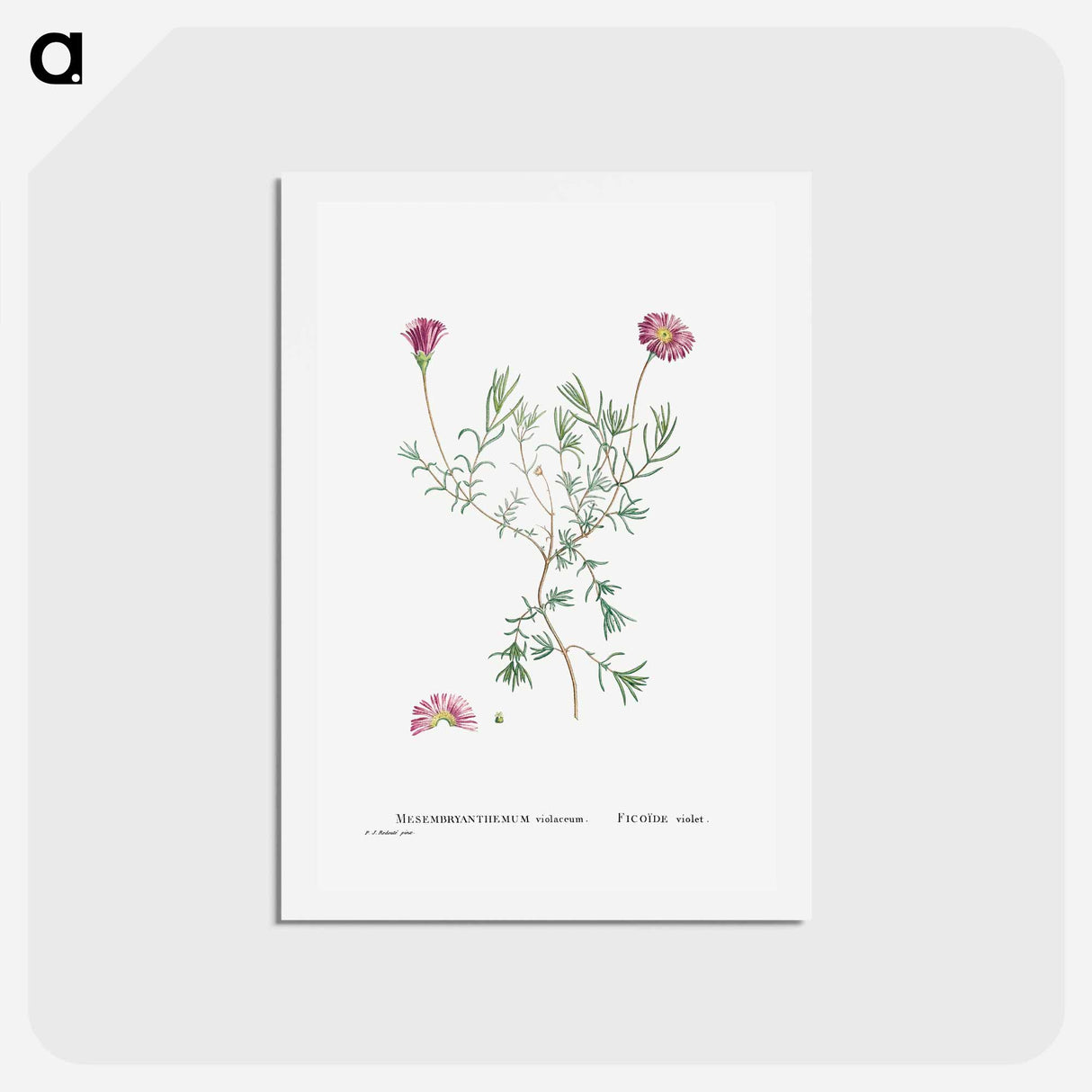 アートポストカード-Mesembryanthemum Violaceum - ピエール ジョゼフ ルドゥーテ Postcard.