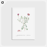アートポストカード-Mesembryanthemum Violaceum - ピエール ジョゼフ ルドゥーテ Postcard.