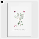Mesembryanthemum Violaceum - ピエール ジョゼフ ルドゥーテ Poster.