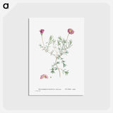 アートポストカード-Mesembryanthemum Violaceum - ピエール ジョゼフ ルドゥーテ Postcard.