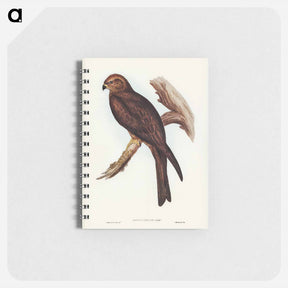 アートメモ帳-Allied Kite
 - オーストラリアの鳥 Memo.