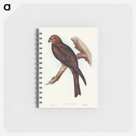 アートメモ帳-Allied Kite
 - オーストラリアの鳥 Memo.