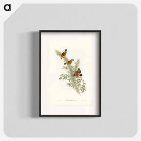 アートポスター-Rufous-headed Warbler
 - ジョン グールド Poster.
