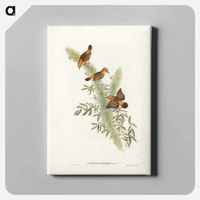 アートパネル-Rufous-headed Warbler
 - ジョン グールド Canvas.